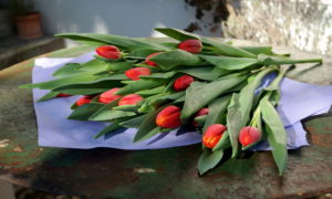 garteling-Gartenblog-Cecerle-uitz-garten-tulpen-valentinstag