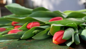 garteling-Gartenblog-Cecerle-uitz-garten-tulpen-valentinstag