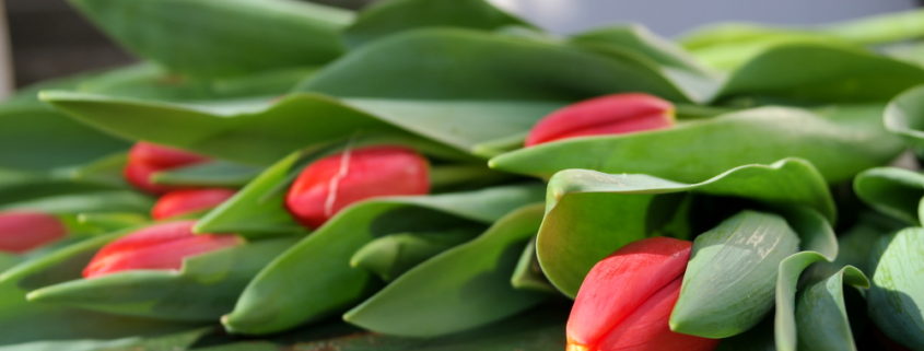 garteling-Gartenblog-Cecerle-uitz-garten-tulpen-valentinstag